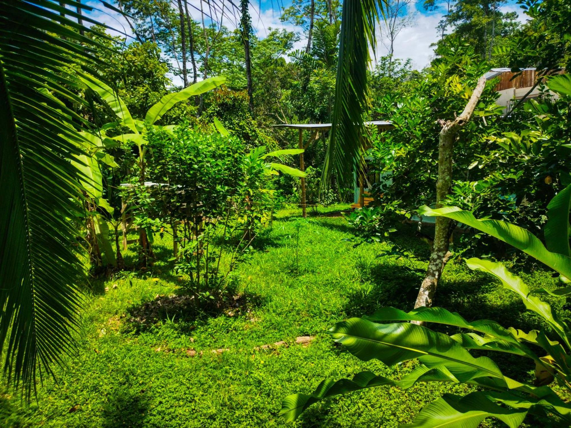 Jungle House *