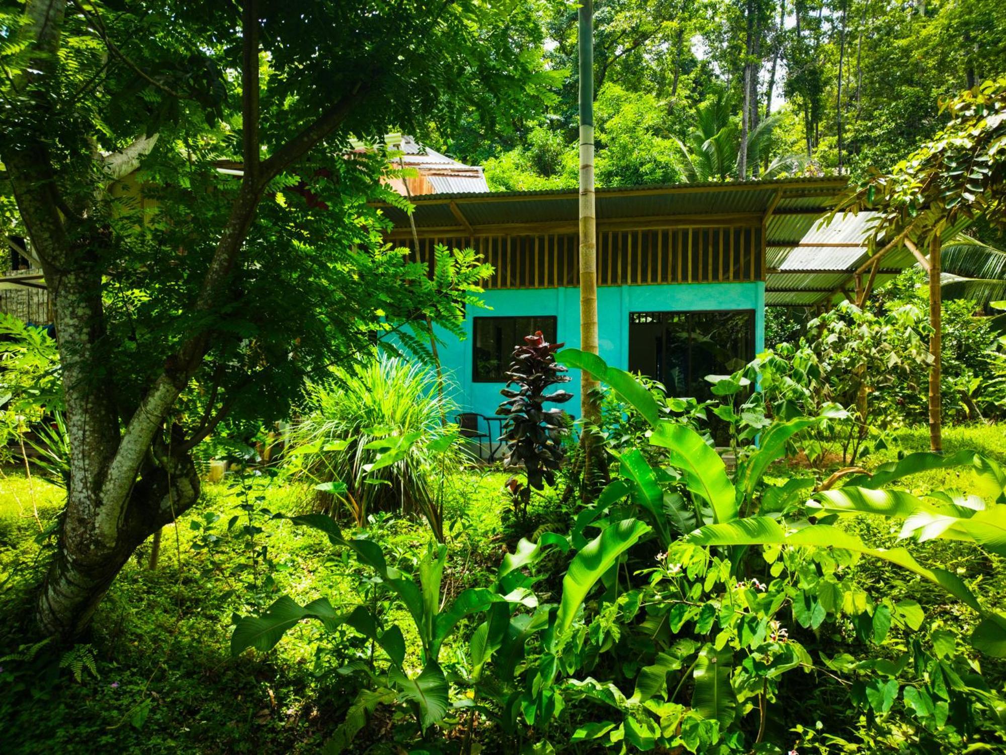 Jungle House * Cocles