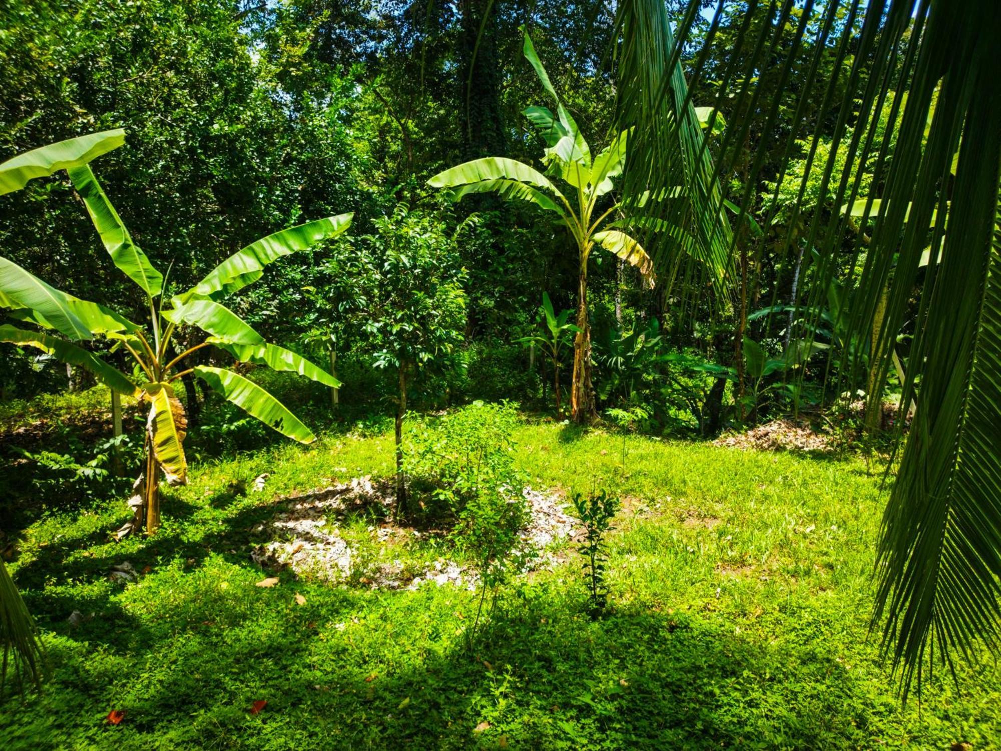 Jungle House Holiday home Cocles