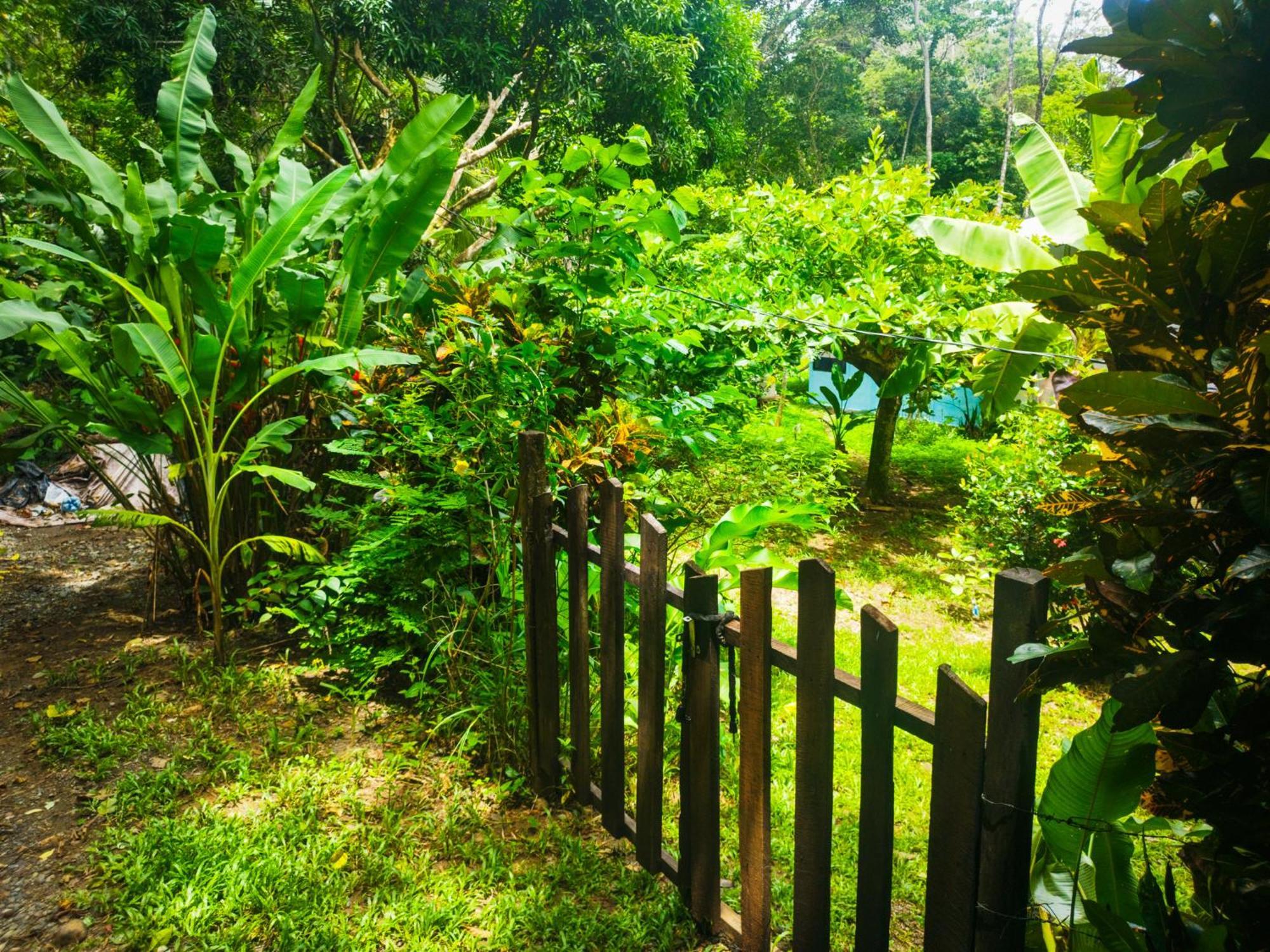 Jungle House * Cocles