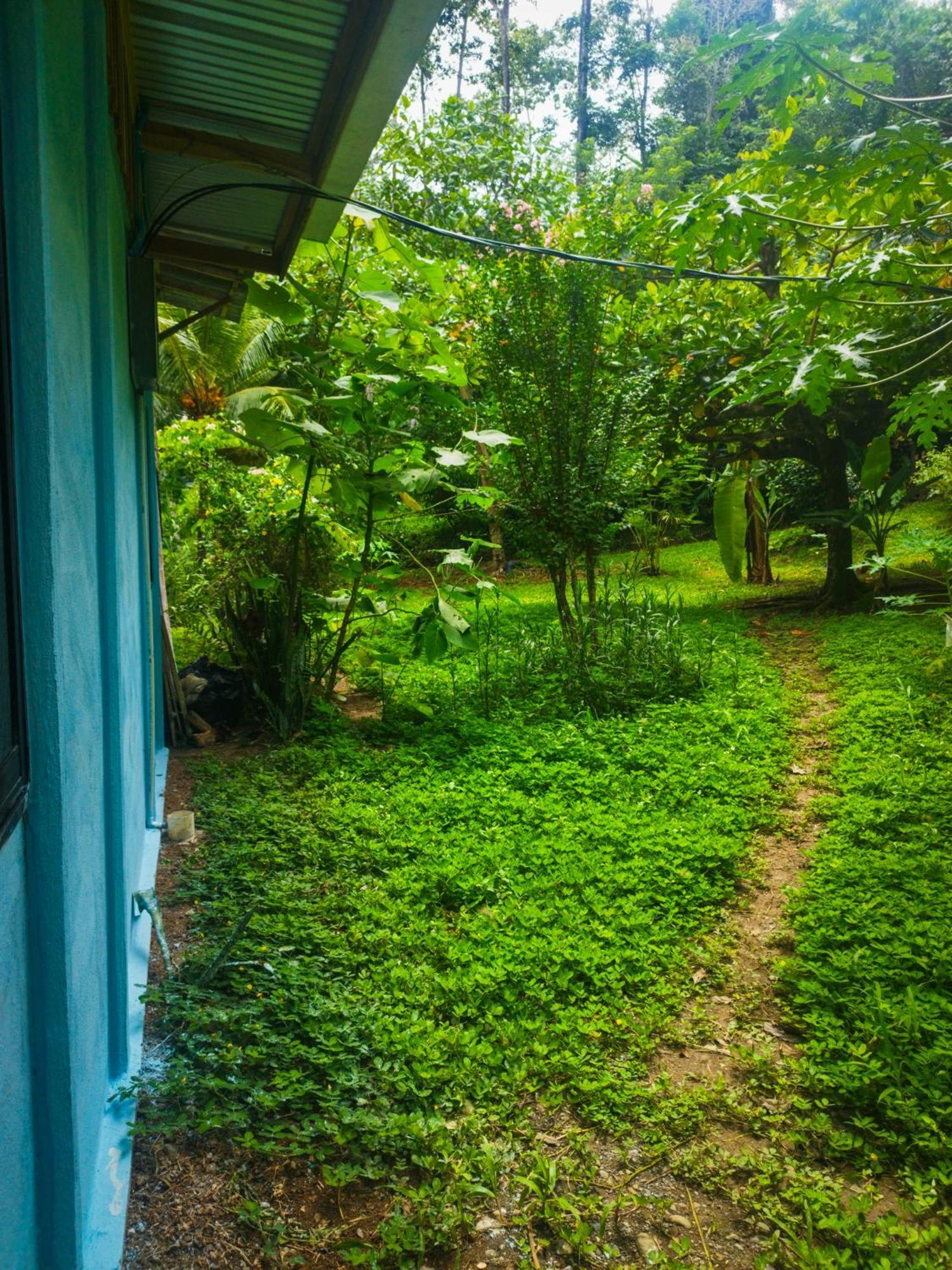Jungle House * Cocles